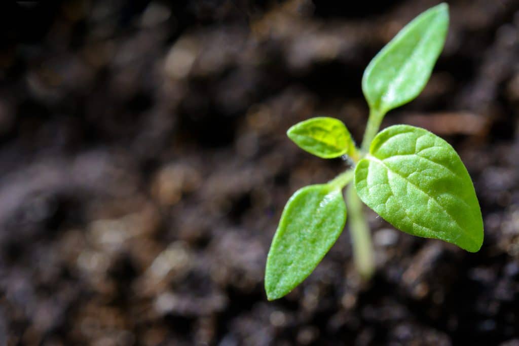 Our BEGINNINGS Journey -